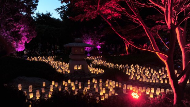 Lennox Gardens lit up for the Nara Candle Festival.