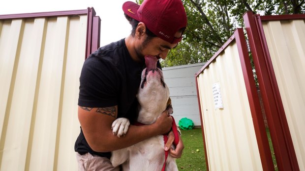 Shawn Tunumafono gets a sloppy greeting from his American bulldog Riko at the Lost Dogs' Home on Sunday.