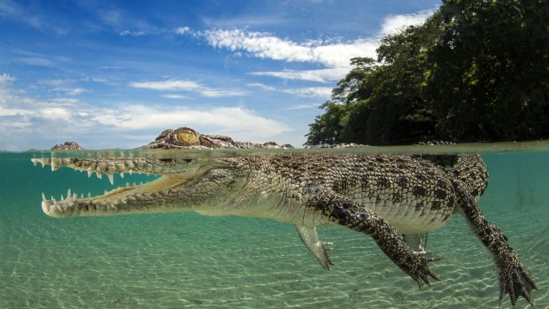 Salty: Justin Gilligan is a finalist for the Eureka Prize for Science Photography for this photograph of a saltwater crocodile in Kimbe Bay, Papua New Guinea.