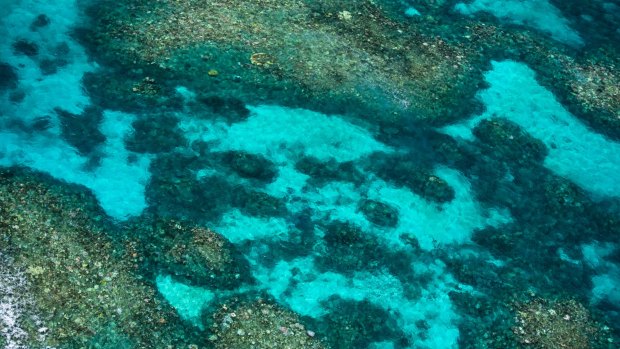 Photos taken from aerial surveys of the Great Barrier Reef between Cairns and Townsville on Wednesday. On average moderate bleaching was observed on all 74 reefs surveyed.