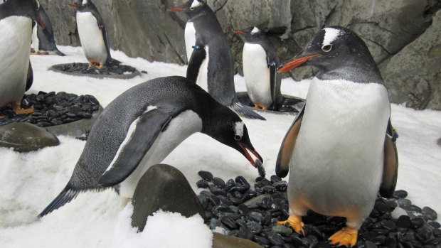 Get up close with colonies of King and Gentoo penguins at Sydney Aquarium.