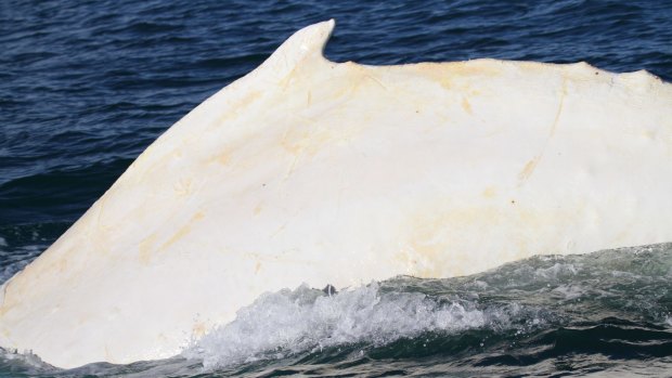 The distinctive dorsal fin, spine and colour of Migaloo, pictured in Cook Strait in 2015.