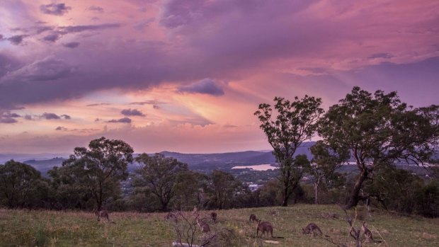 After the storm: Kangaroos on Red Hill.