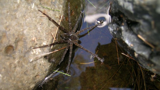 The wave spider has been named after the world renowned physicist Brian Greene.