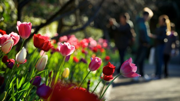 Tulips: Glorious public gardens are the souls of great cities. 