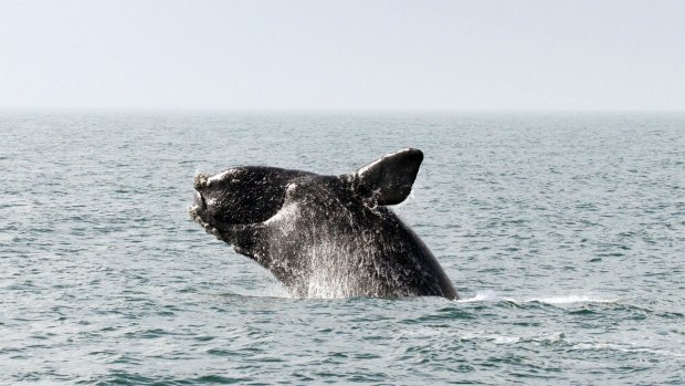 Under threat: The northern right whale.