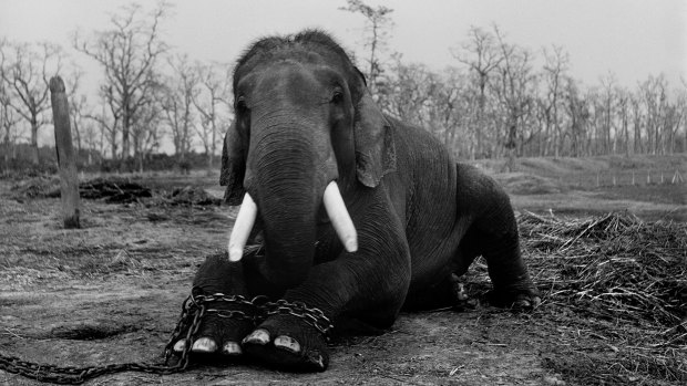 A large bull elephant sits with its legs chained in Chitwan National Park. This 50-year-old beast was restrained because he had killed five mahouts (handlers) during his lifetime. Nepal, 2003.