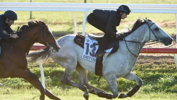 Matt Cumani-trained Grey Lion is shaping as a favourite in the Geelong Cup.