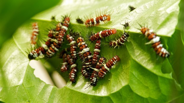 From mates to meal: if a plant is noxious enough, caterpillars will eat each other instead.