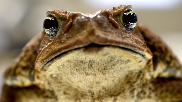 Cane toads can reabsorb electrolytes lost through skin, research finds