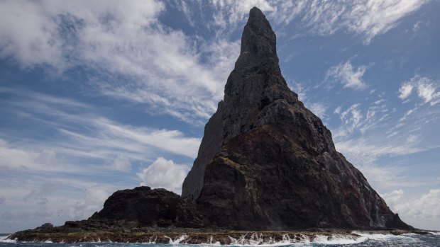 The insect was found on Balls Pyramid near Lord Howe Island.