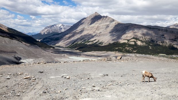 A lone mountain goat near Athabasca Glacier. 