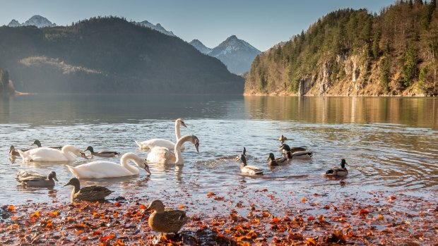Swans and teal wild ducks swim in Hohenschwangau lake.