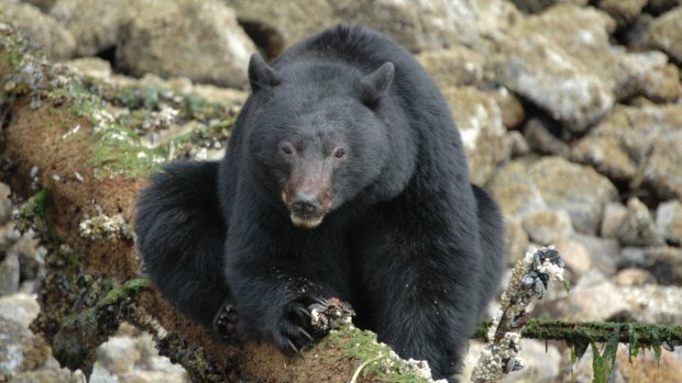 Some of the crabs the bears eat from under the rocks are as small as pieces of popcorn.