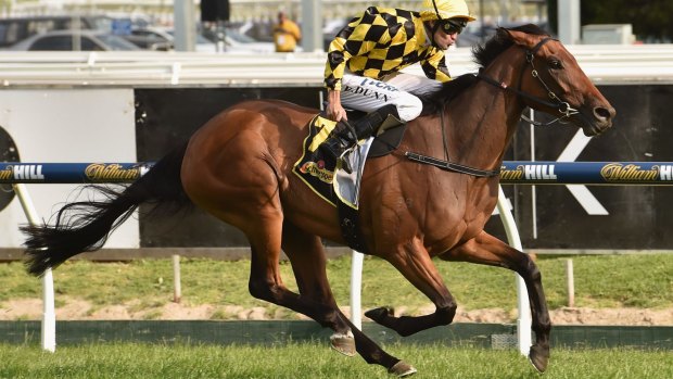Ready to improve: Stay With Me is set to lift in Saturday's Surround Stakes at Randwick.