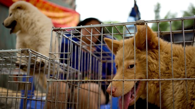 Dogs in cages for sale at a market during a dog meat festival in Yulin in June 2016,