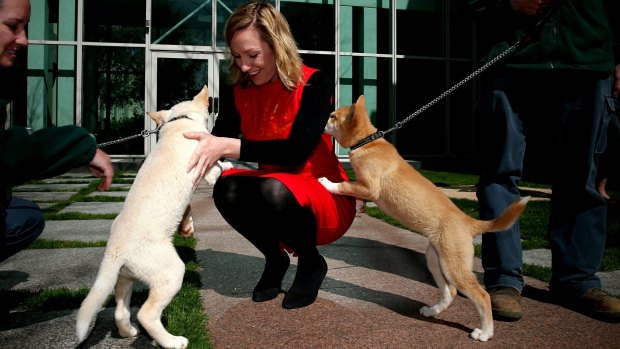 Greens senator Larissa Waters meets a dingo pup for Threatened Species Day at Parliament House.