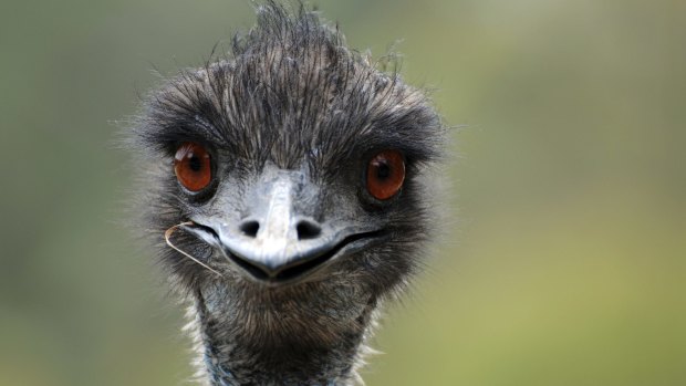 Emus can run at speeds up to 48km/h.