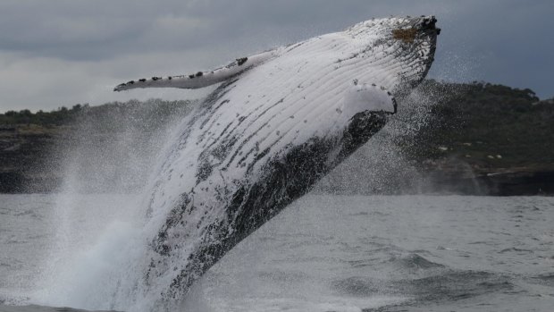 Scientific surveys since the 1980s have shown a surprising increase in humpback numbers.