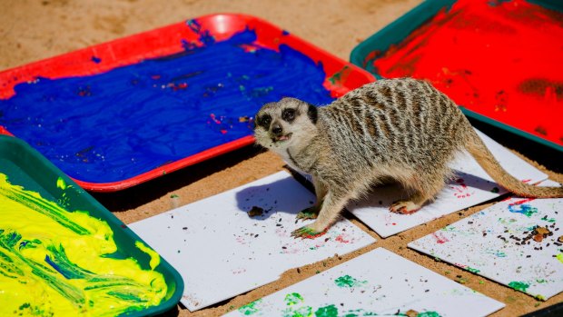 The zoo's popular meerkats will create some of the featured works.