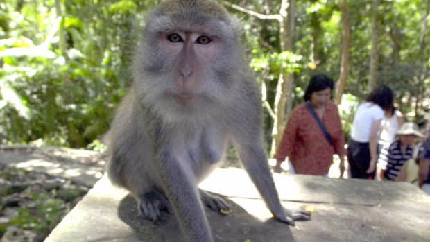 Tame monkeys roam freely at Ubud Monkey Forest in Bali.