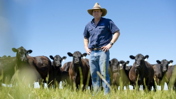 Sam Burton Taylor, pictured on his Boorowa farm, said the rise in prices for Australian cattle was an overdue and likely sustained correction. "It won't be a windfall, it will be more than that." 