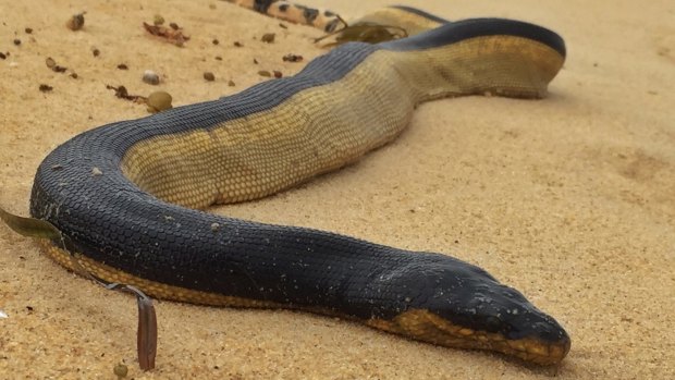 A yellow-bellied sea snake which washed up on Congo beach, south of Moruya.