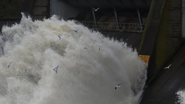 Seagulls playing and looking for food as water is released at Scrivener Dam on Friday.
