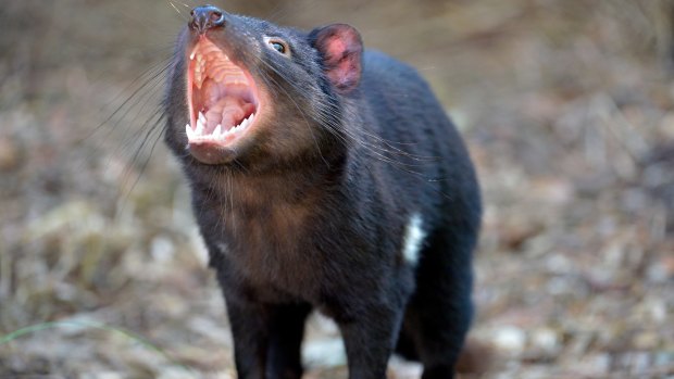 Something to shout about: scientists have found a way to shrink a cancer threatening Tasmanian devils. 