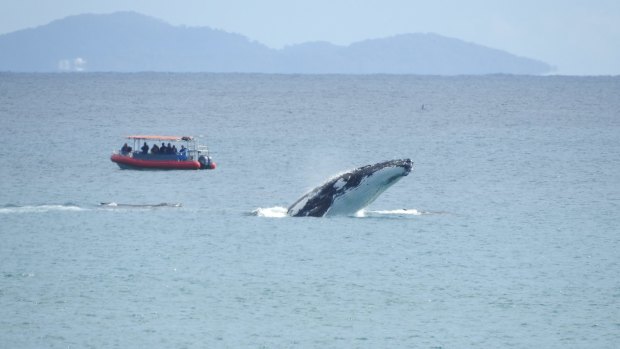 Whales seen off the shores of Byron Bay, 27 September 2015. Photo Geoff Bensley