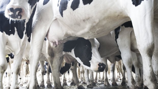 Murray Goulburn chairman Philip Tracey has apologised after it was hammered for slashing the farmgate milk price.
