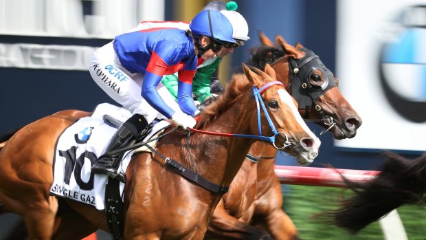 Single Gaze became the first Canberra horse since 2005 to run at the Melbourne Cup. 