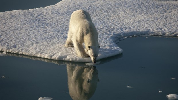 Polar bears' loss of ice to hunt from has led them to find a new food source.