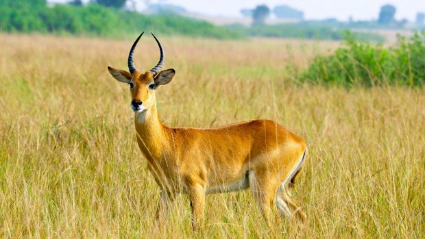 A Ugandan kob in Queen Elizabeth National Park.