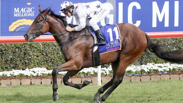 Composure: Sunlight is now the equal favourite for the Golden Slipper after her Magic Millions win.