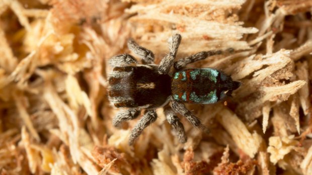 Maratus calcitrans.