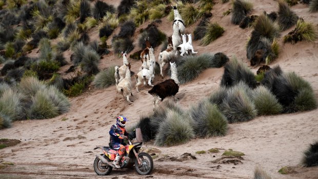 Toby Price scatters some local wildlife on stage seven of the Dakar Rally.