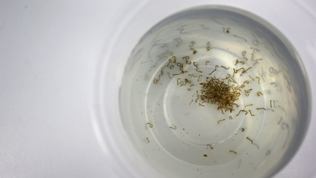 Mosquito larvae don't need a lot of water to develop.
