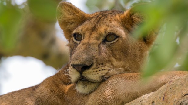 A lioness at rest.