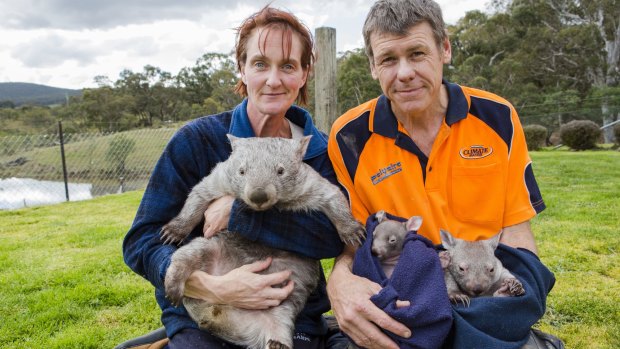 From Left: Donna Stepan, and her partner Phil Melzer with some of the wombats that they are nursing back to health at the Sleepy Burrows Wombat Sanctuary.