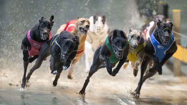 The NSW government plans to ban greyhound racing from July next year. 