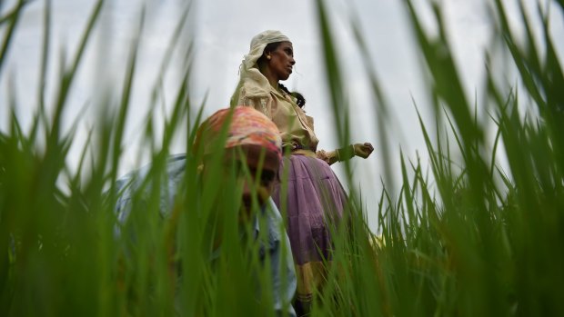 Women work in the rice fields on the outskirts of Raipur in India. 