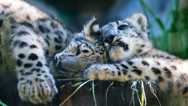 Two endangered snow leopard cubs play in their enclosure at the Los Angeles Zoo.