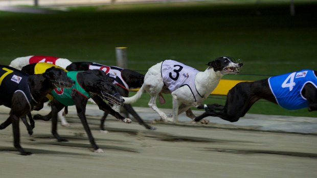 A greyhound once banned over live-baiting has won $30,000 in a race in Melbourne's north. 