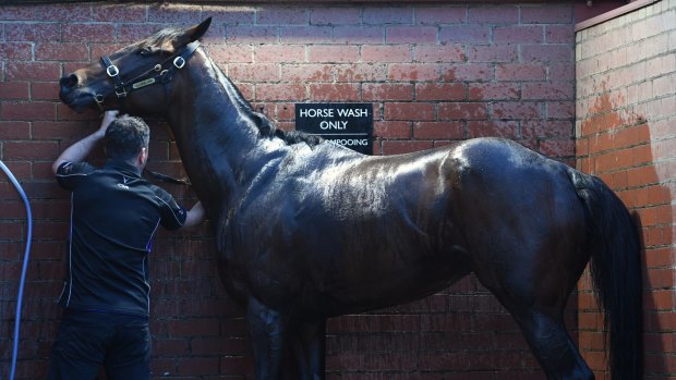 Cox Plate favourite Winx is given a wash after her final workout before the Cox Plate.