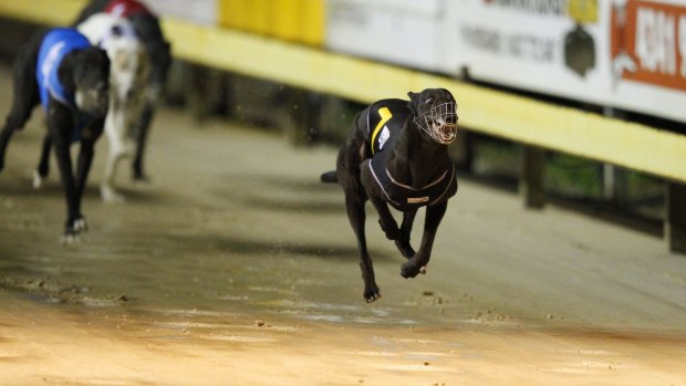 Greyhound racing is in the spotlight amid allegations of live baiting. 