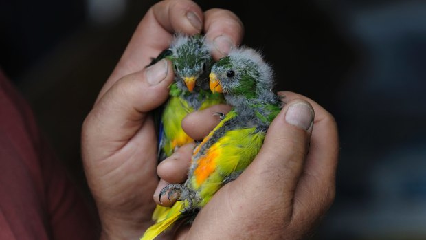 Researchers at the ANU raised $70,000 from the public to help save the wild population of the orange bellied parrot before they go extinct.