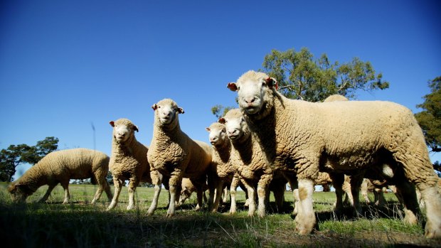 Sheep prices are beginning to rebound as buyers become concerned about supply shortages, Elders says.