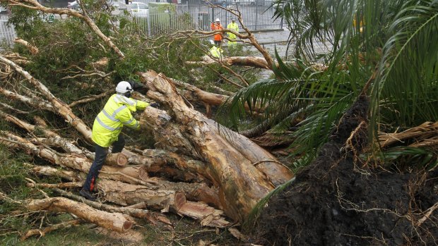 Crews work to remove a tree fallen across King Street, Newcastle.