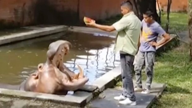 Gustavito is fed at the San Salvador Zoo in El Salvador as seen in a screen grab from 2014.. 